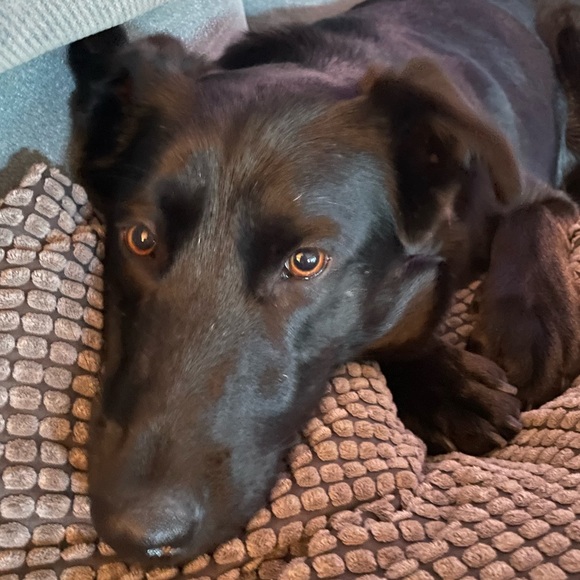 ๐ฆ If You Share I Share โก๏ธPet owned home - Picture 3 of 6